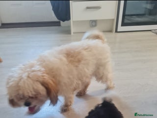 Cavapoo dogs Cavapoo puppy - Advert 1