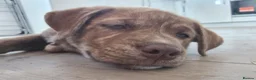 Mixed Breed dogs for sale: Husky x Staffy/Mastiff  - Advert 16