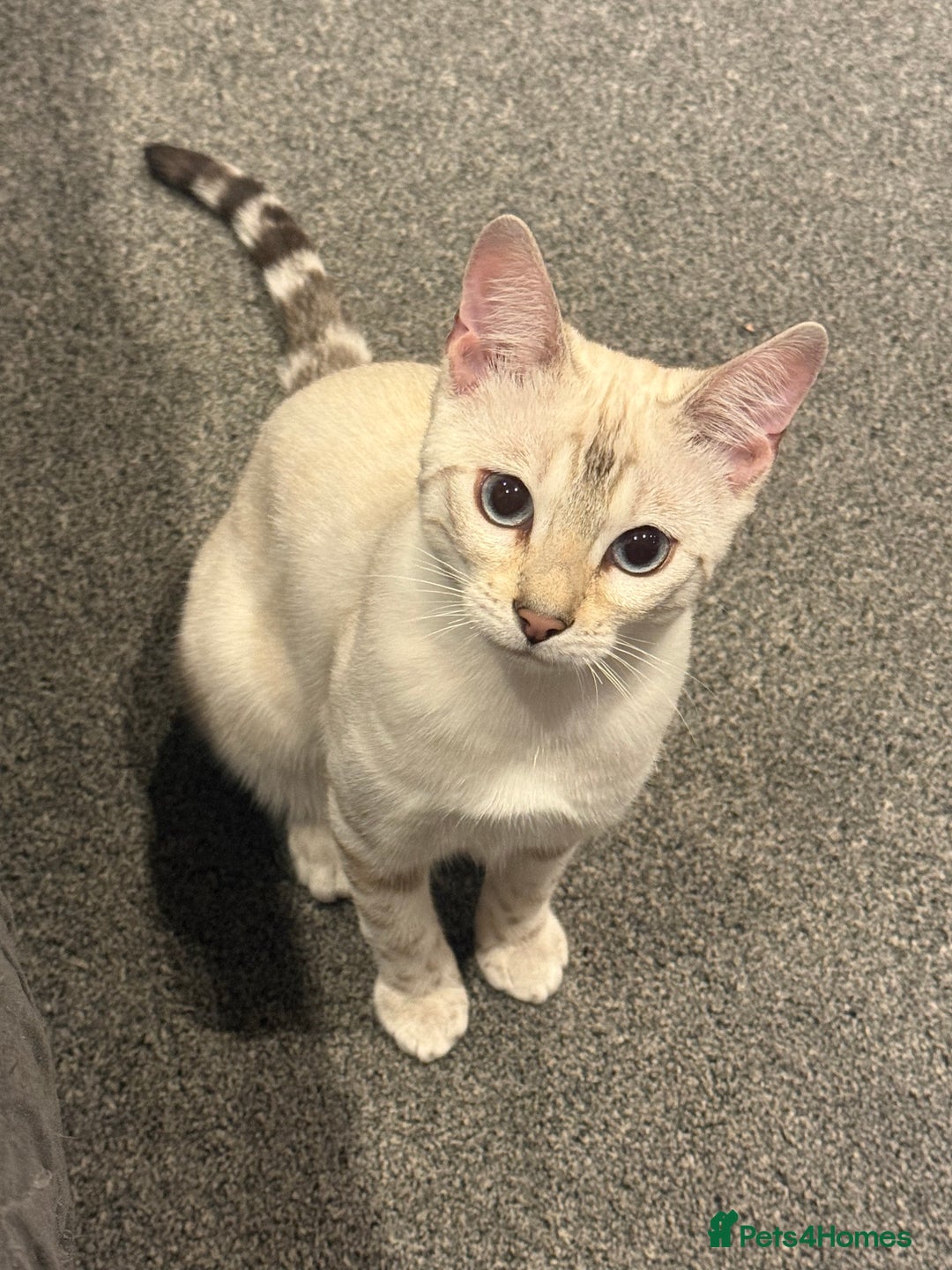 Bengal cats for sale: Snow lynx bengal female kitten  - Advert 5