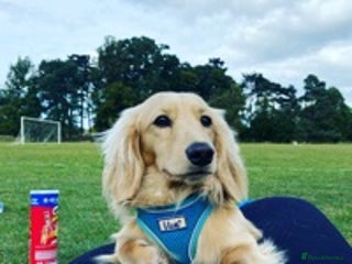 Miniature Dachshund dogs in Gloucester - Advert 10