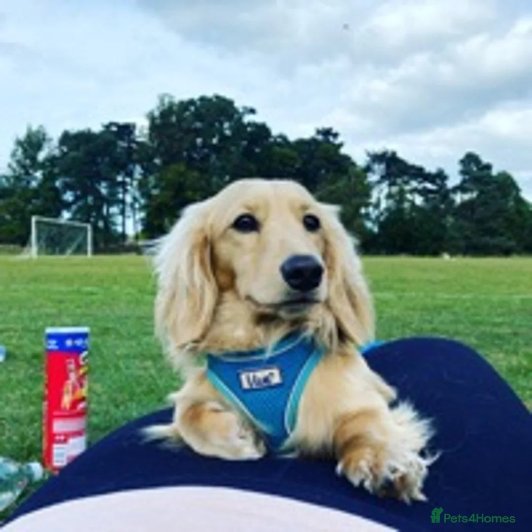 Miniature Dachshund dogs for stud: Longhaird miniature dachshund in Gloucester - Advert 1