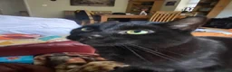 British Shorthair cats for sale: Cat for Rehoming 8 year old male in Totnes - Advert 2