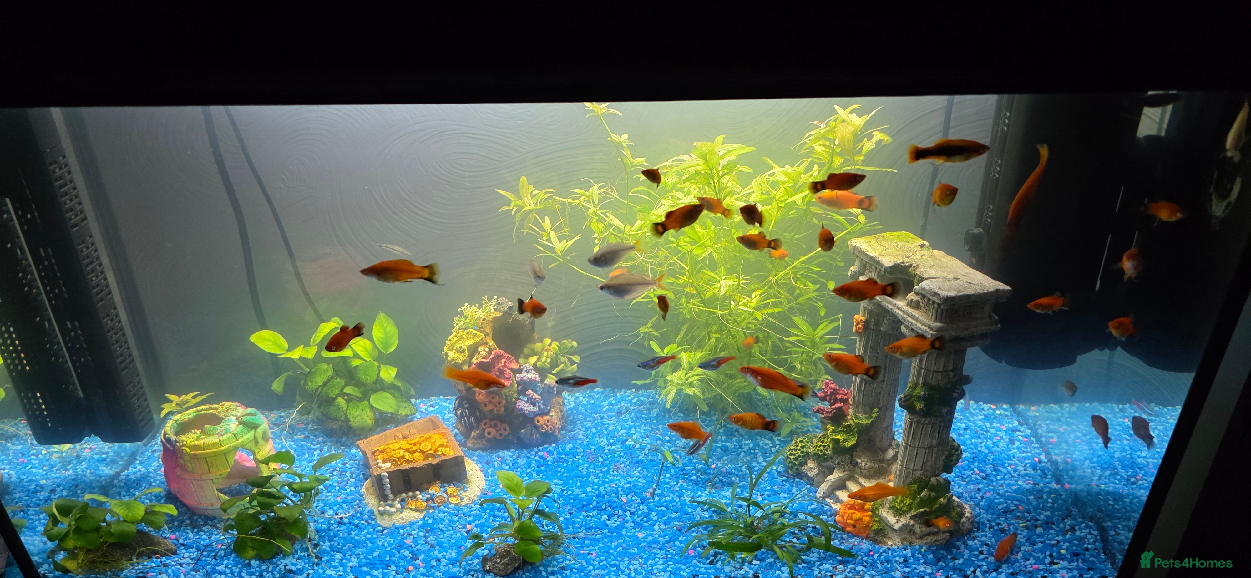 Platies fish Fluval roma 125l Tank Complete Set up - Advert 2
