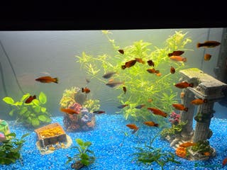 Platies fish Fluval roma 125l Tank Complete Set up - Advert 2