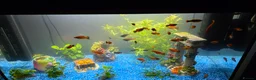 Platies fish for sale: Fluval roma 125l Tank Complete Set up - Advert 1