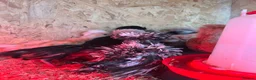 Chickens poultry for sale: Polish, Silkies, Pekins  - Advert 18