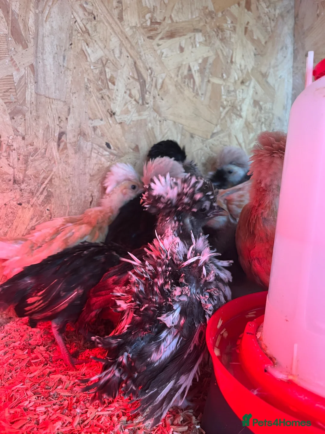 Chickens poultry for sale: Polish, Silkies, Pekins  - Advert 18