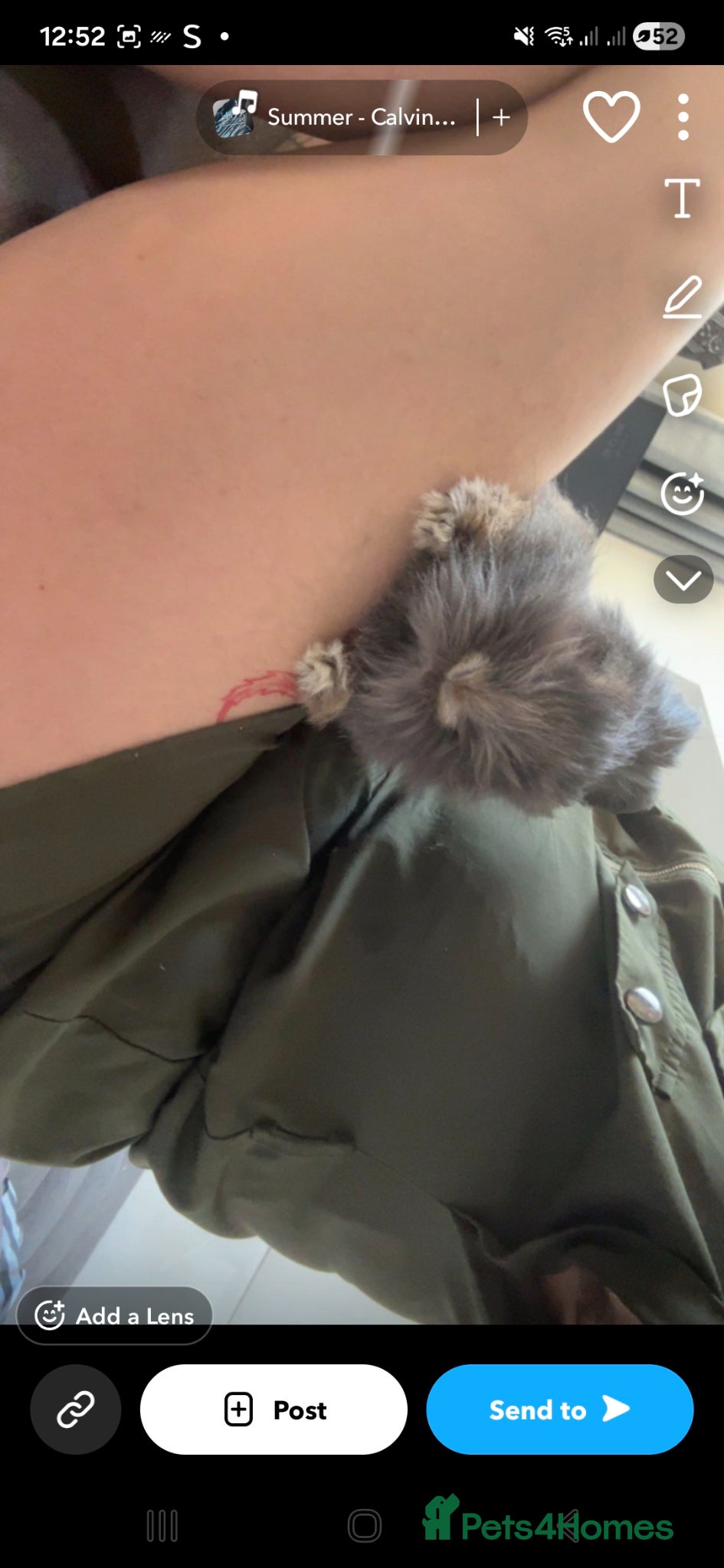 Mixed Breed rabbits Pure lionhead  - Advert 1
