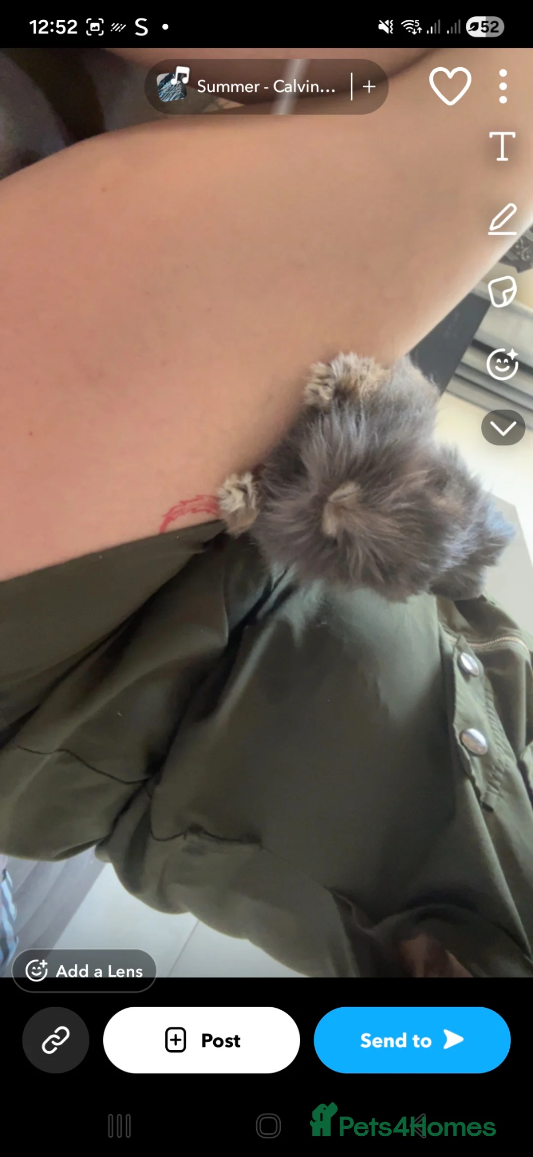 Mixed Breed rabbits for sale: Pure lionhead  - Advert 1