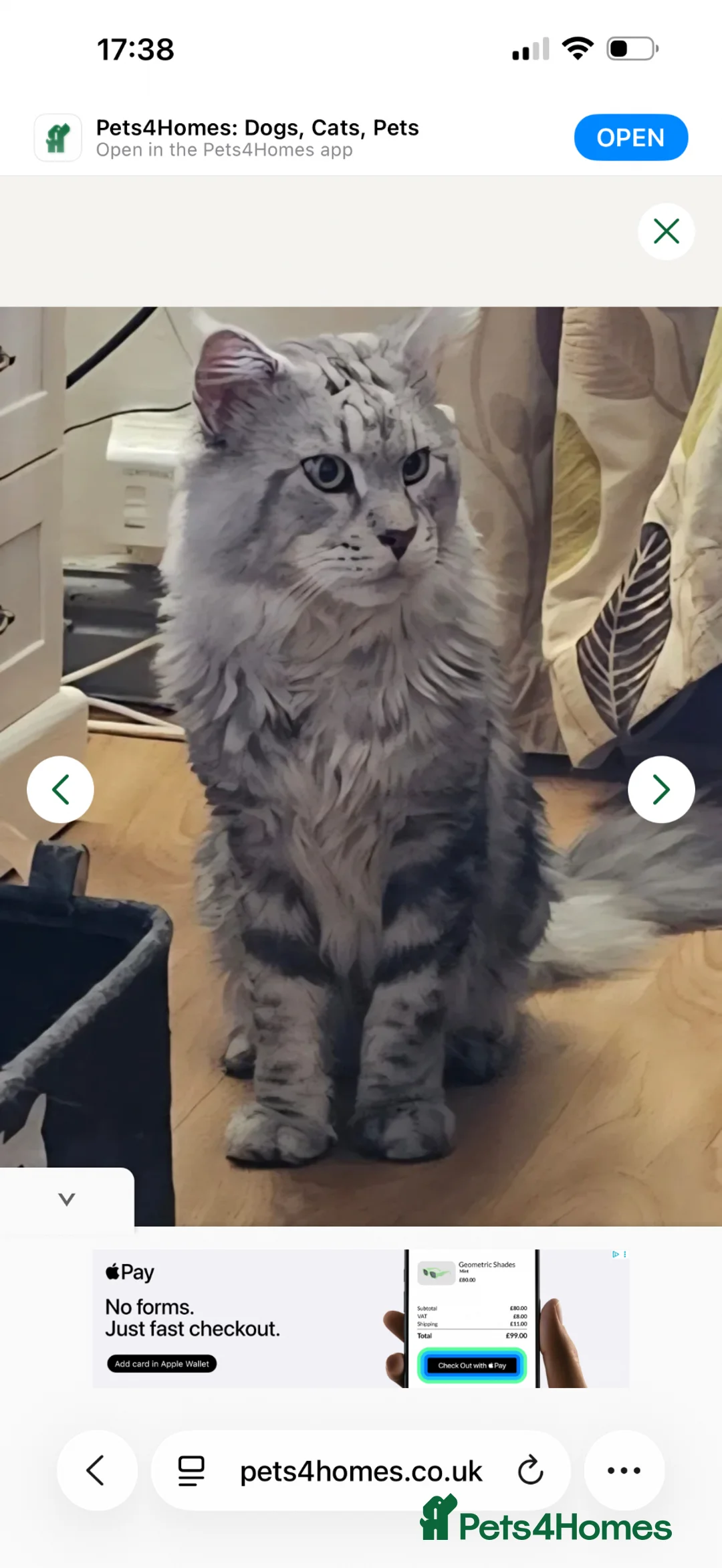 Maine Coon cats for sale: Maine coon x lynx ragdoll.  LAST 2 AVAILABLE  in Tamworth - Advert 11