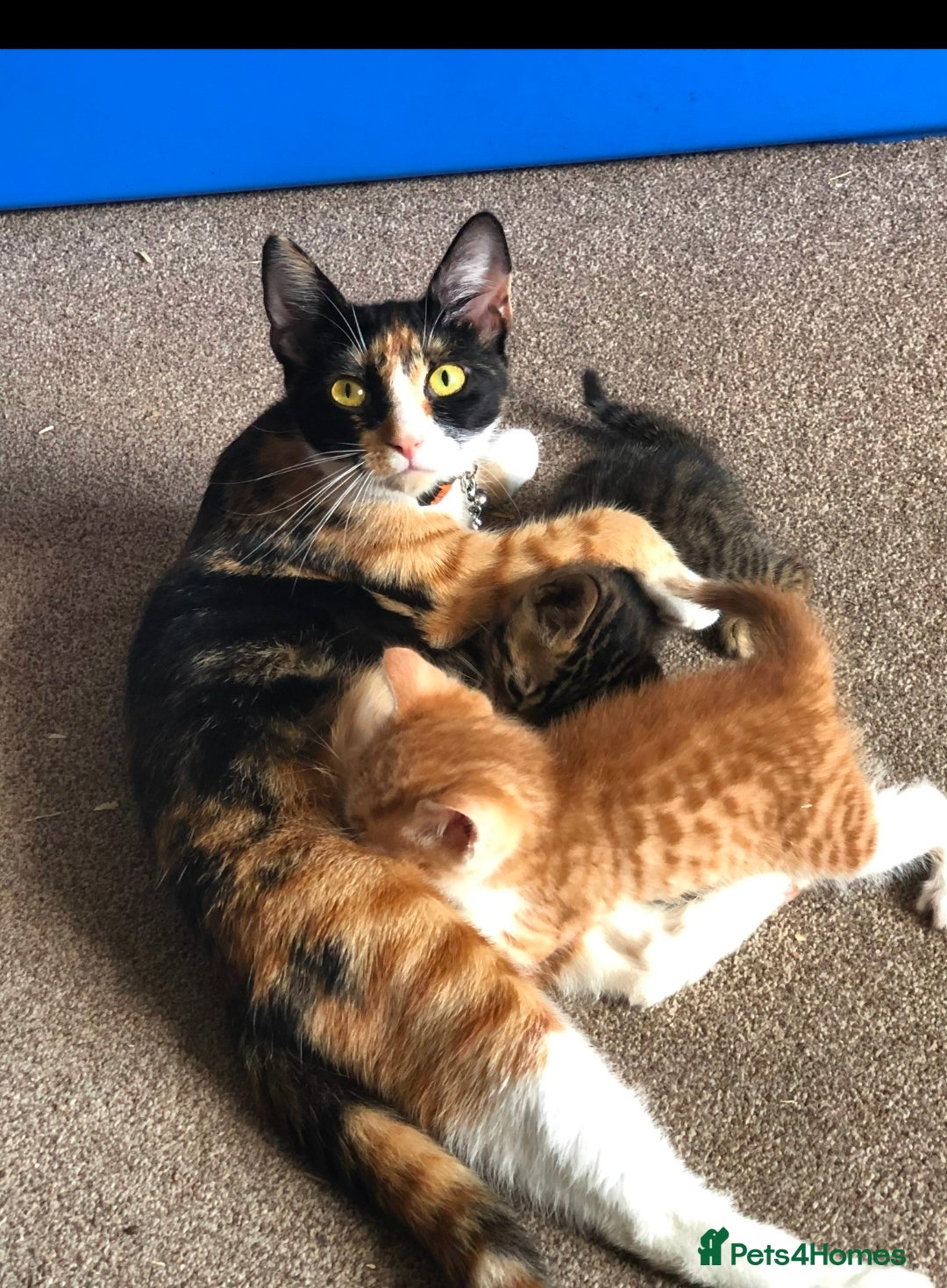 Mixed Breed cats for sale: Stunning kittens READY NOW - Advert 12