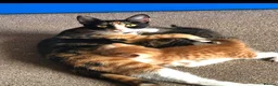 Mixed Breed cats for sale: Stunning kittens READY NOW - Advert 1