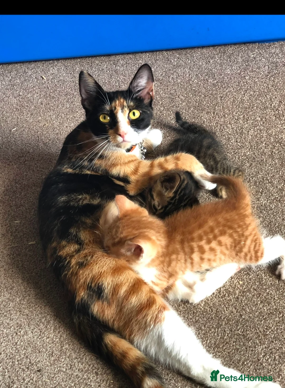 Mixed Breed cats for sale: Stunning kittens READY NOW - Advert 1