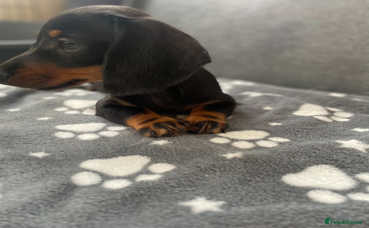 Miniature Dachshund dogs - Advert 2