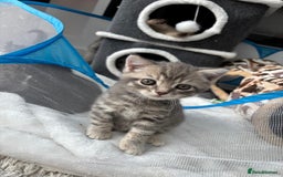 British Shorthair cats for sale: Full BSH kittens ready to leave now, 14 weeks old - Image 9