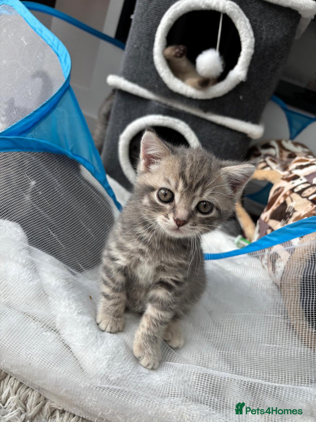 British Shorthair cats for sale: Full BSH kittens ready to leave now, 14 weeks old - Image 9