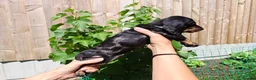 Dachshund dogs for sale: Dapple Dachshund in Hyde - Advert 3