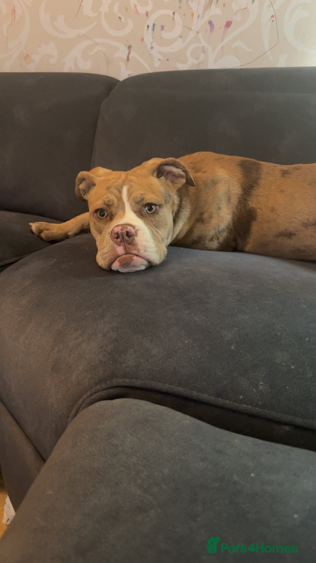 Olde English Bulldogge dogs for sale: Effie  - Advert 6