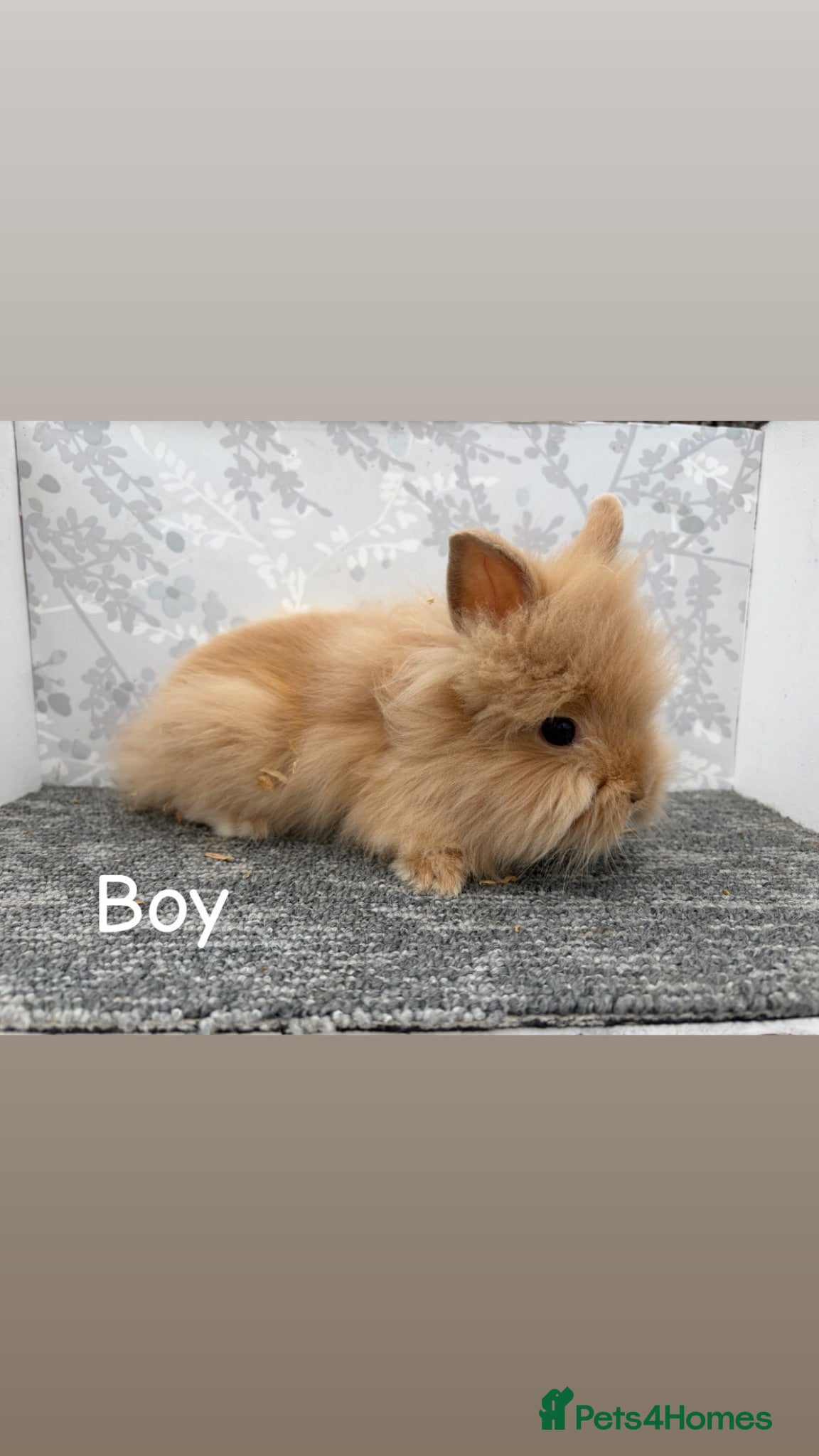 Lionhead rabbits Lionhead x angora  - Advert 6