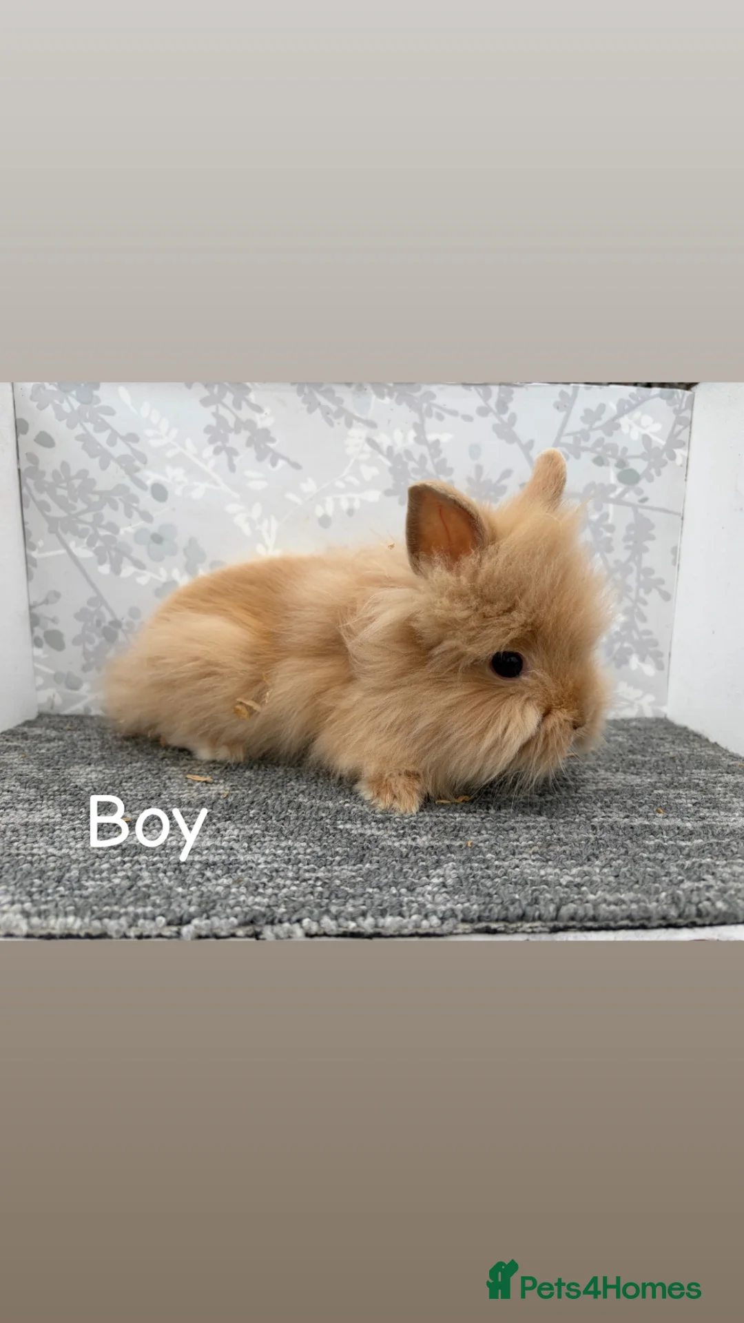 Lionhead rabbits for sale: Lionhead x angora  - Advert 1