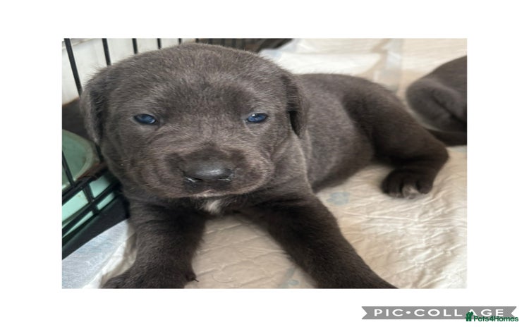 Cane Corso dogs - Advert 1