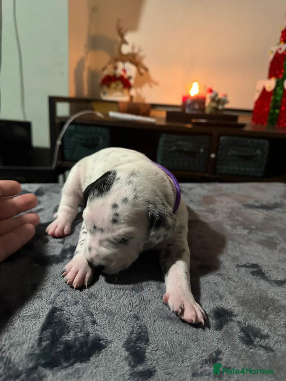 Dalmatian dogs for sale: 1 Boy Left!!! (KC Registered dalmatian pups)!!) - Advert 17