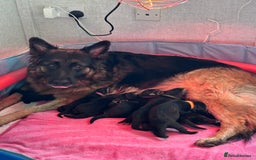 German Shepherd dogs for sale: German shepherd puppies  - Image 1