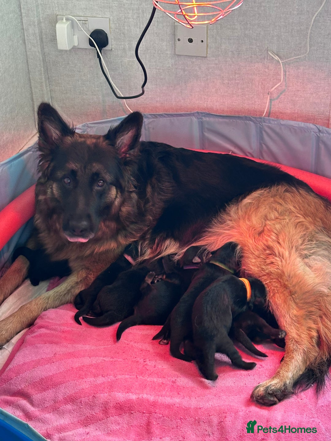 German Shepherd dogs for sale: German shepherd puppies  - Image 1