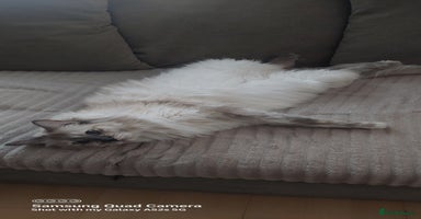 Mixed Breed cats - Advert 12
