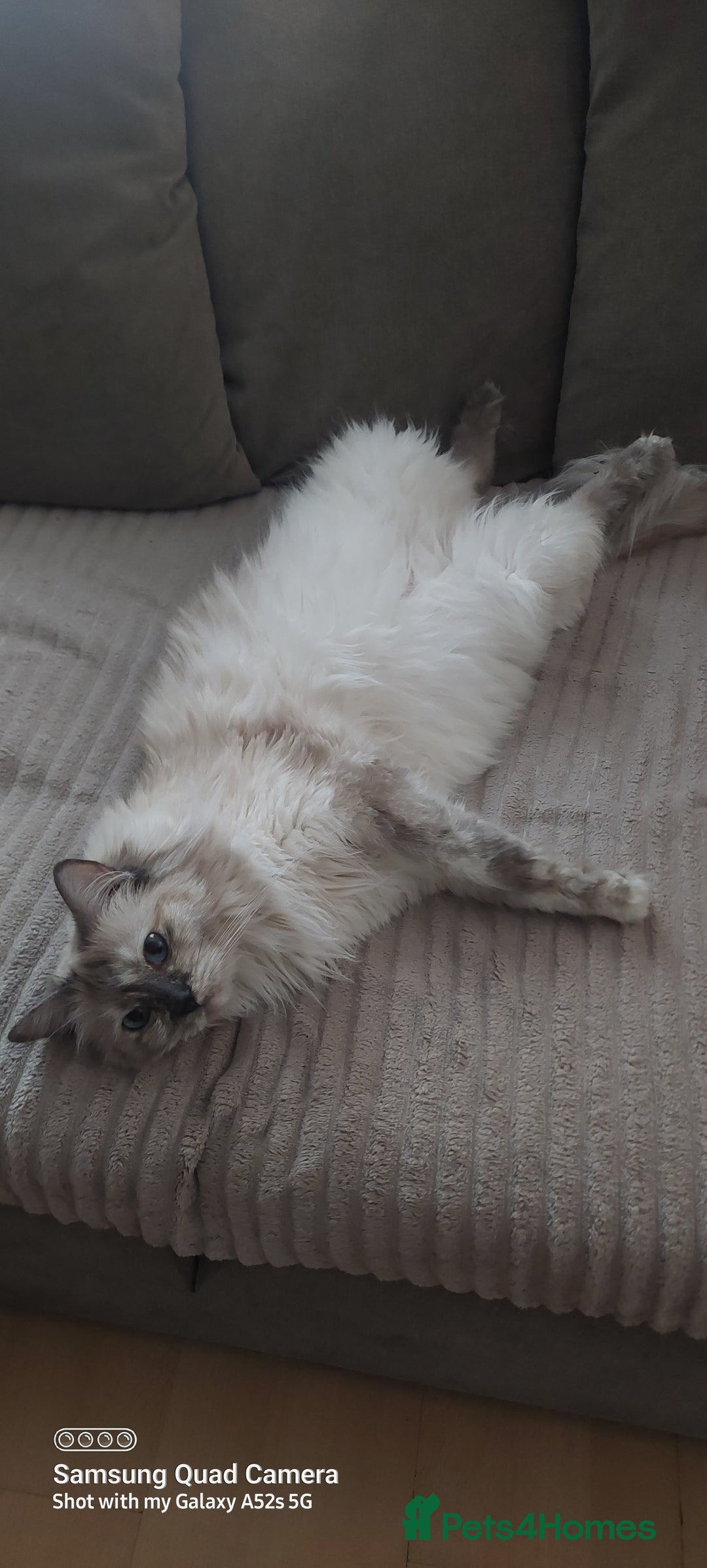 Mixed Breed cats for sale: Ragdoll X kittens - Image 4