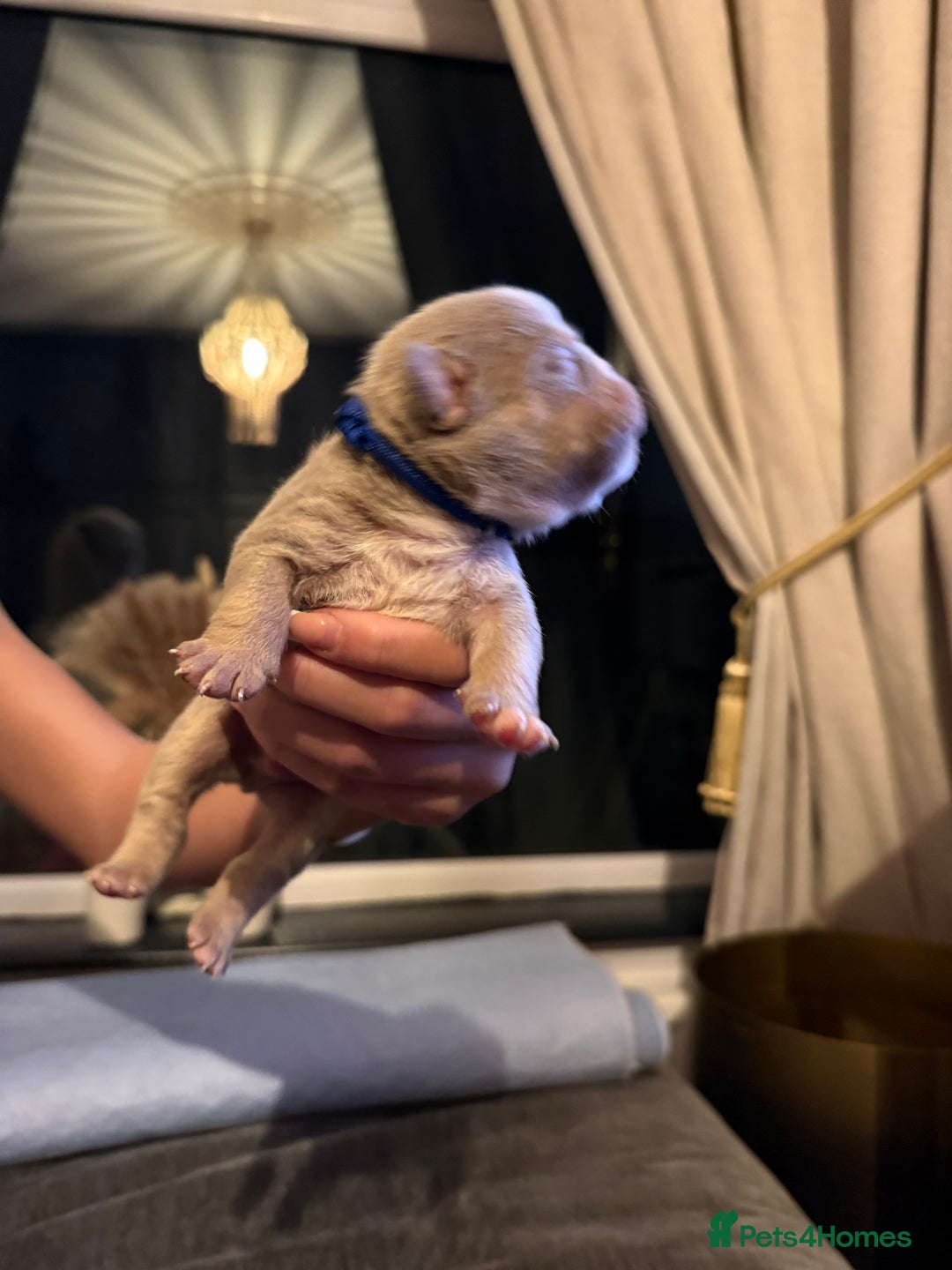 English Bulldog dogs for sale: English lilac bulldogs  - Advert 11