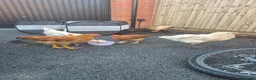 Chickens poultry for sale: 7 Chickens for Sale - Advert 3