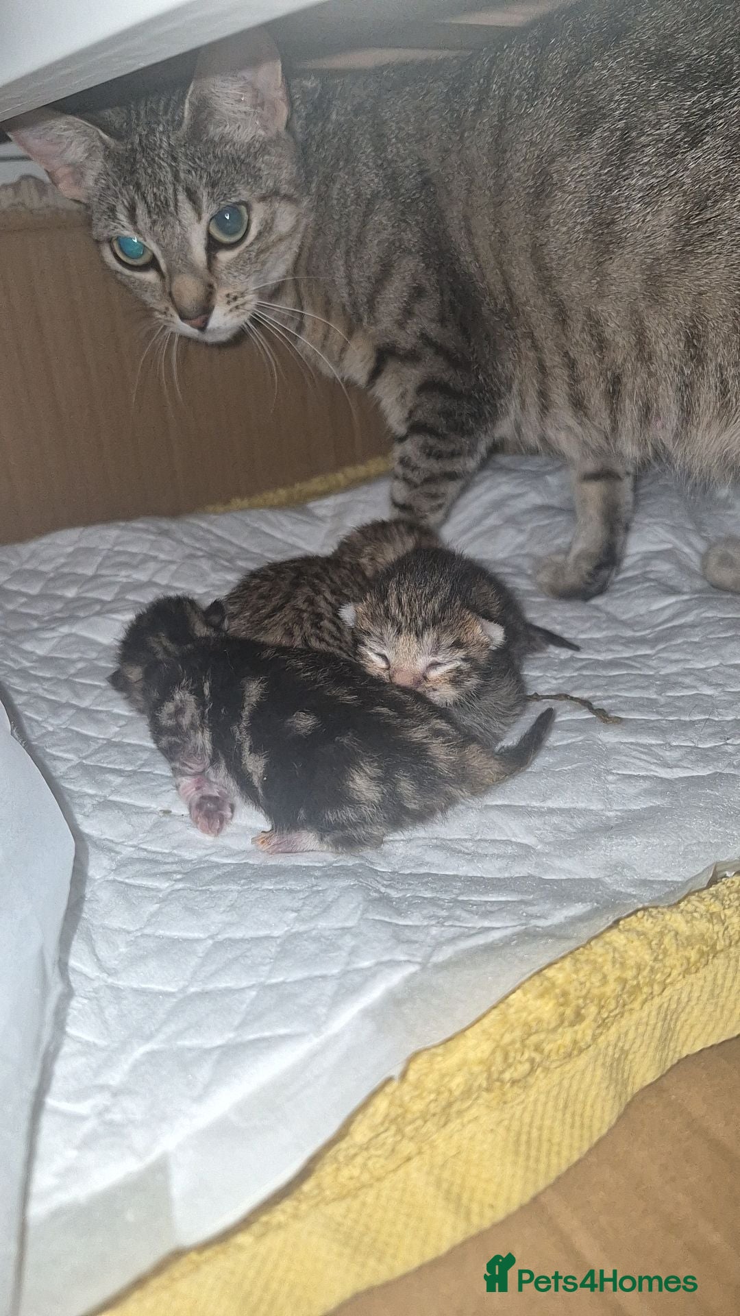 Mixed Breed cats Adorable mix kittens - Advert 1