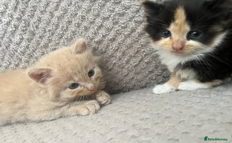 Mixed Breed cats - Advert 5