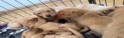 Labrador Retriever dogs for sale: Outstanding Red&Yellow Labradors,KC&health tested - Advert 9