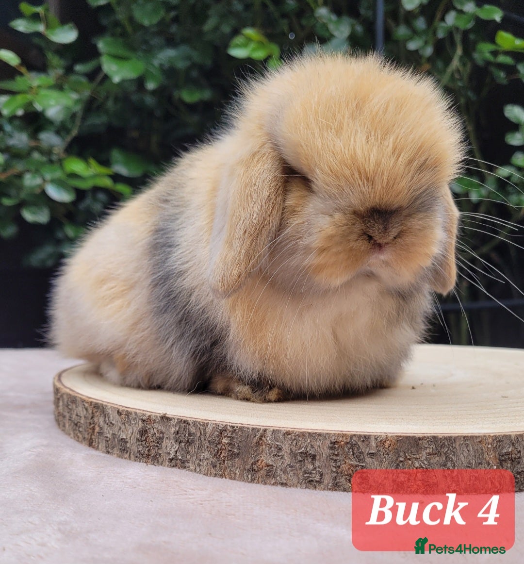 Mini Lop rabbits Available Beautiful pure bred mini lops - Advert 1