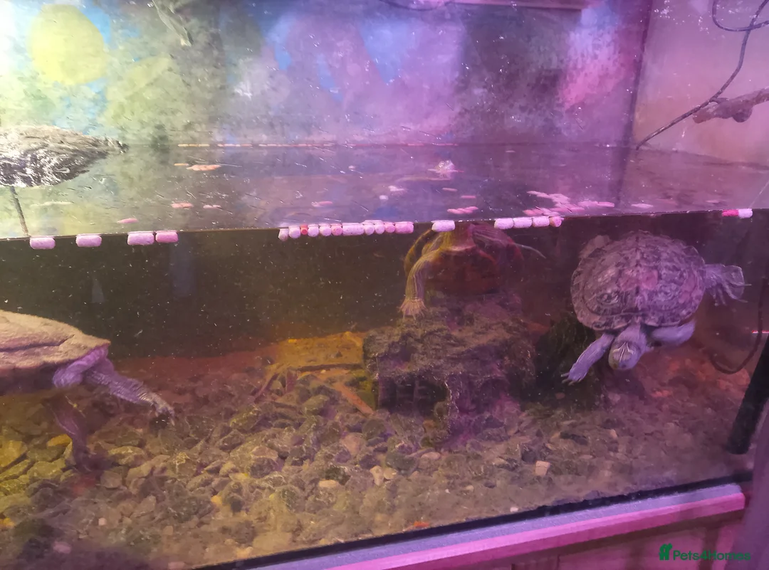 Turtle reptiles for sale: Large tank with 3 adult Mississippi turtles - Advert 5