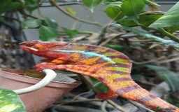 Chameleon reptiles for sale: 3 yr old male panther chameleon  - Image 1