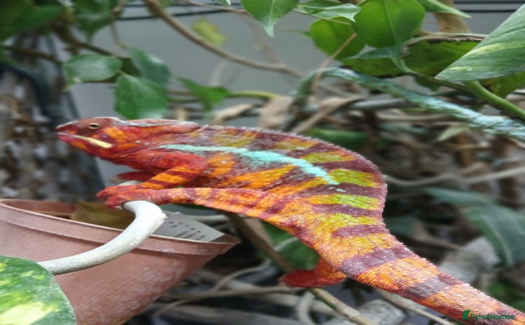 Chameleon reptiles - Advert 9