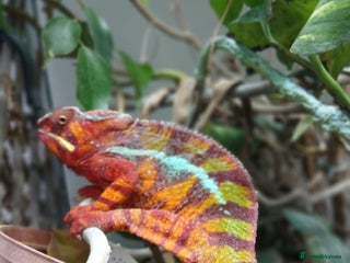 Chameleon reptiles - Advert 8