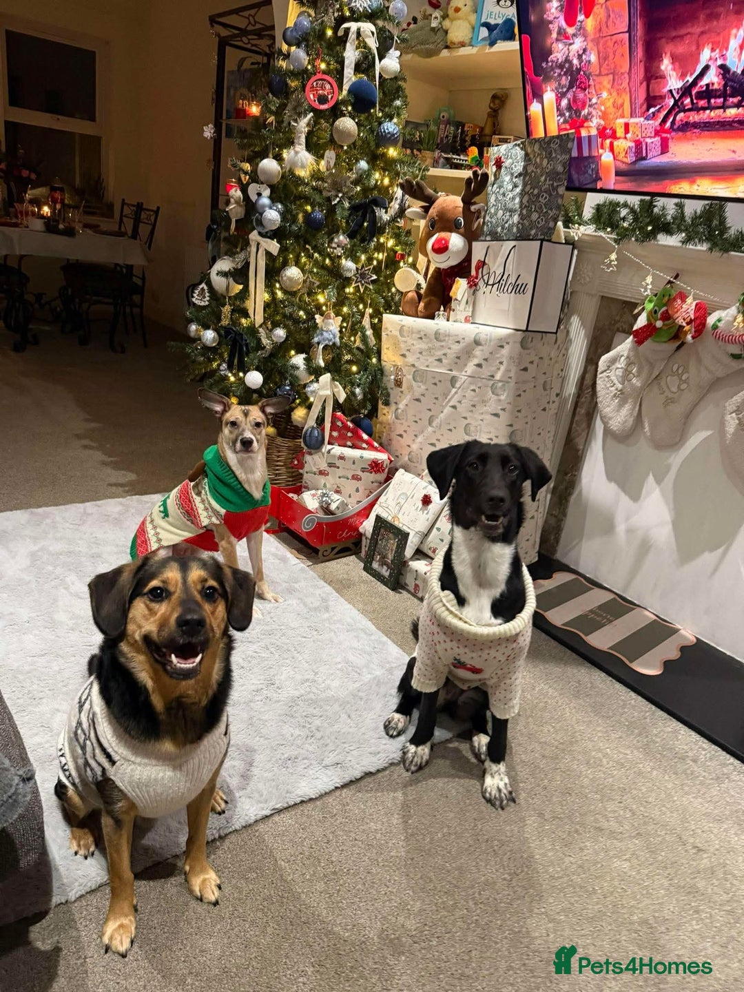 Mixed Breed dogs for adoption: Lovely lily is ready for her forever home - Advert 4