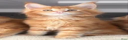 Maine Coon cats for sale: Ready Now TICA Registered Maine Coon Kittens Red - Advert 20