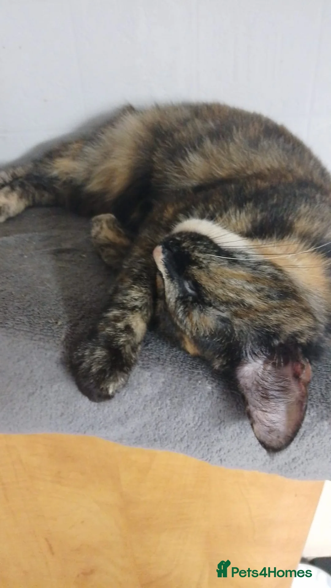 Mixed Breed cats for sale: 2 year old tortieshell female cat - Advert 3