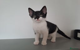 Domestic Shorthair cats for sale: 2 female kittens for sale - Image 15