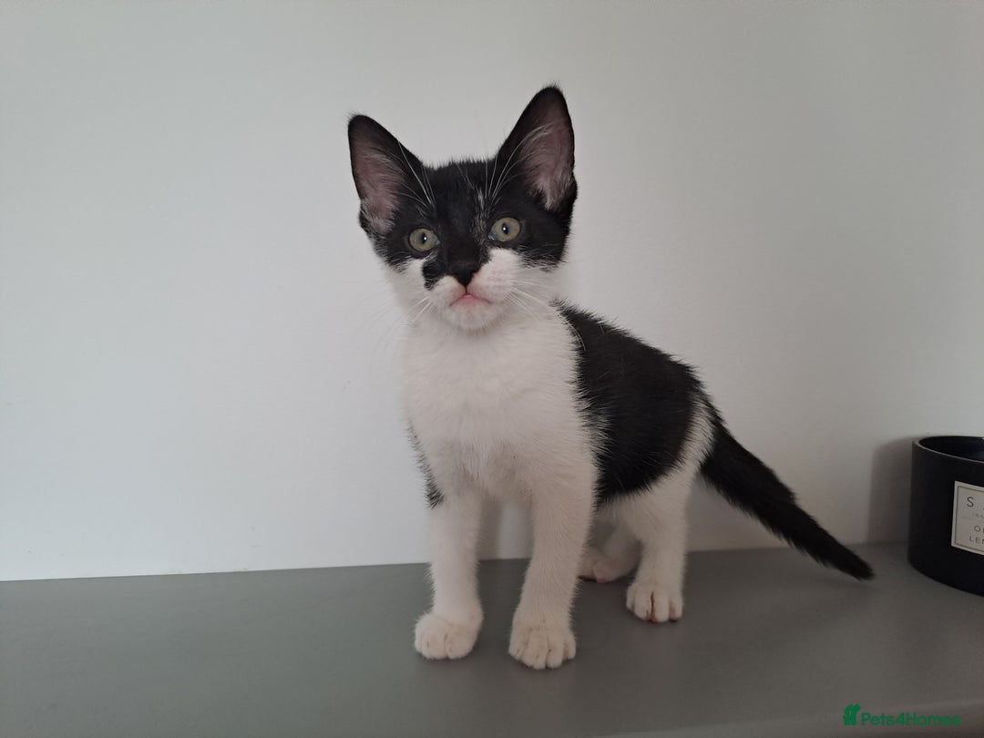 Domestic Shorthair cats for sale: 2 female kittens for sale - Image 15