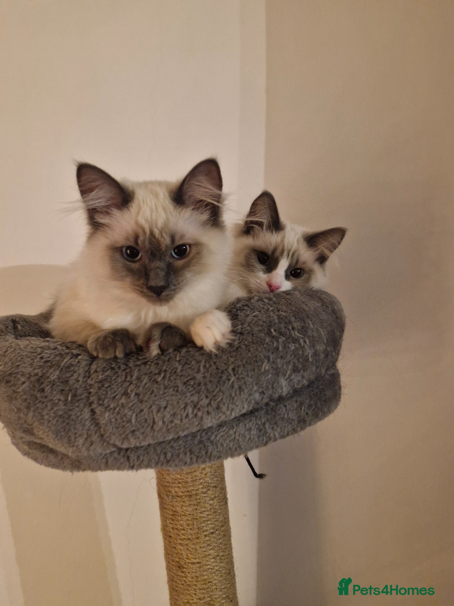 Ragdoll cats Two 7-Month old Male Ragdolls available - Advert 1