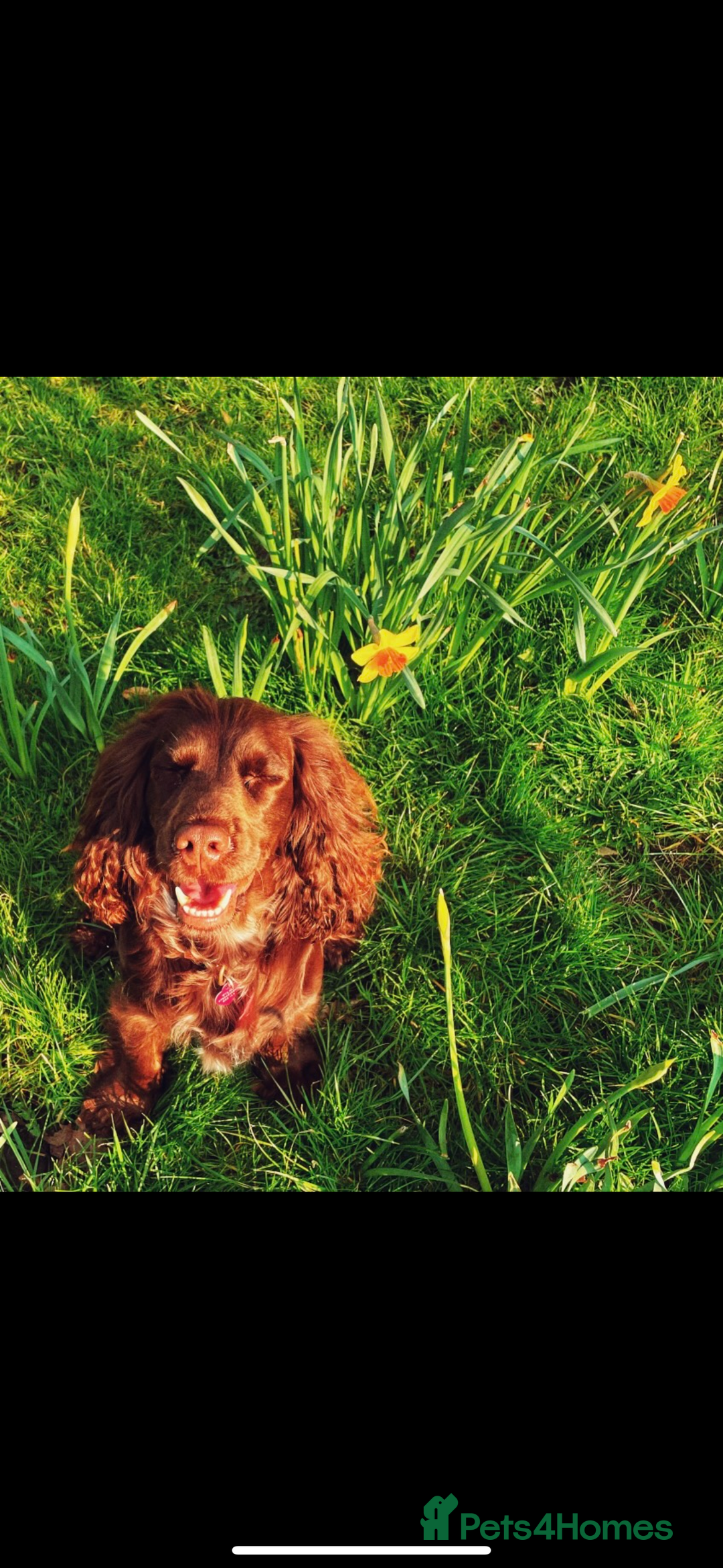 Cocker Spaniel dogs for sale: Puppies due 03/02/26 - Advert 1