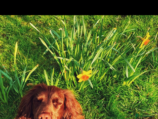 Cocker Spaniel dogs Puppies due 03/02/26 - Advert 1