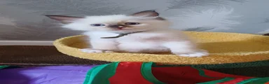 Ragdoll 1
