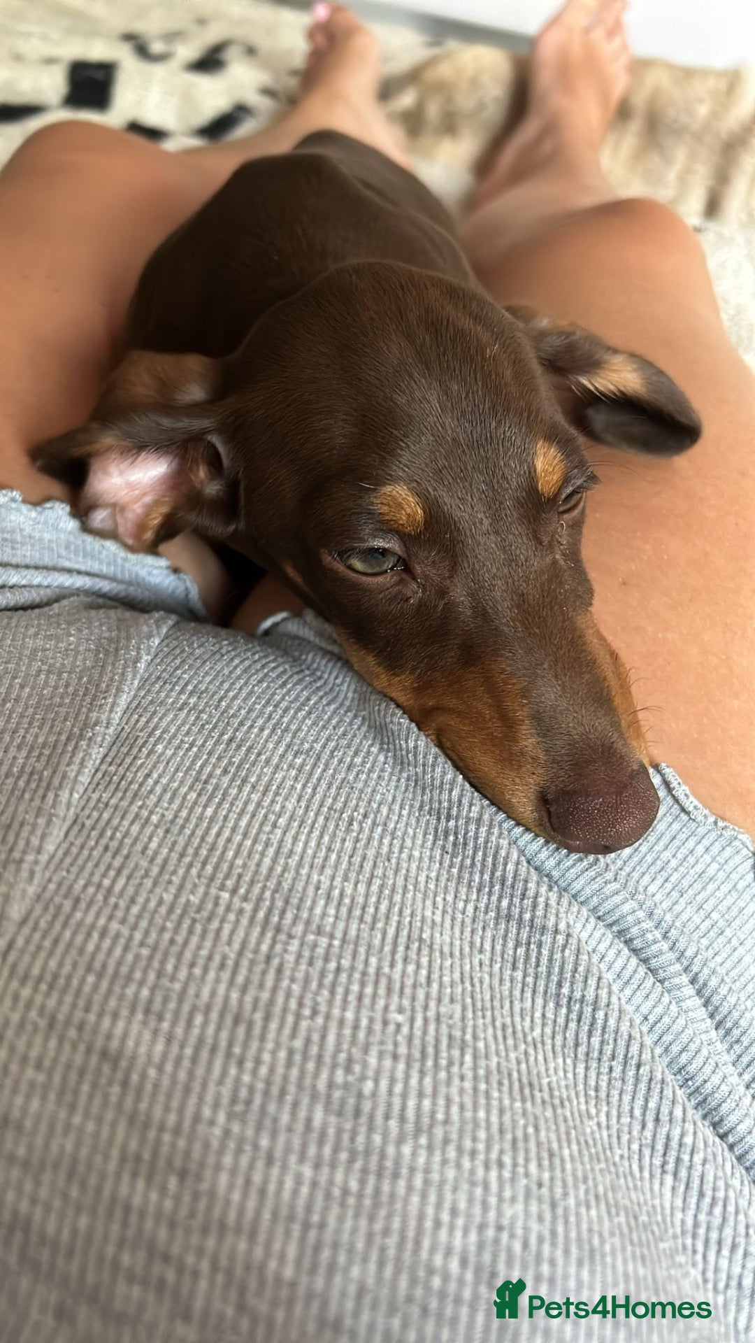 Miniature Dachshund dogs 2 year old Mini Dachshund  - Advert 6
